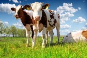 У Любешівському районі господарів заохочують утримувати телят