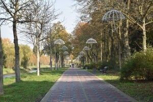 У Луцьку дерева рахуватимуть автоматично