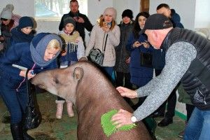 Рівненській тапірці спинку тре особисто директор зоопарку (фото)