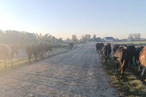 Чи доведеться фермеру з Волині – ветерану війни «дорізати» своїх корів?