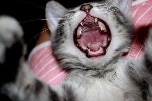 У Радивилові дядька вкусило скажене кошеня