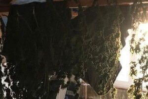 Рівненчанин на горищі «сушив» коноплю