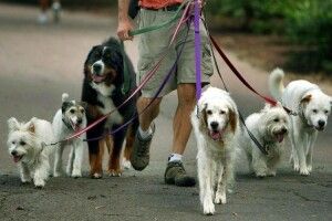 У Луцьку вимагають облаштувати місця для шпацирування кане-корсо, мастіно неаполітано, бультер'єрів, пуделів та сенбернарів