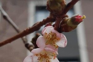 На Закарпатті перед Різдвом зацвіла сакура (Фото)