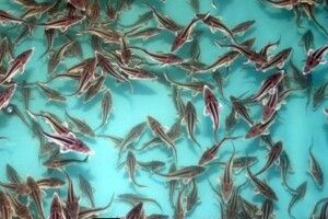 Дніпро збагатився на півтора мільйона