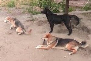 У Ківерцях  поменшає безпритульних собак?