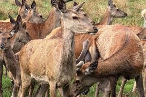 У розплідниках Волині та Рівненщини народилось 26 оленят 