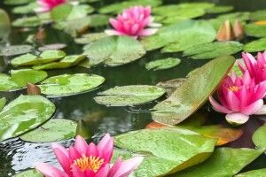 У Володимирі-Волинському на річці розцвіли водяні лілії