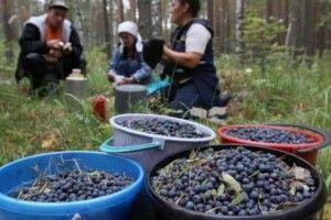 Поліщуки по гриби до Білорусі не хочуть, а до Польщі їх не пускають