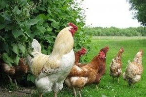 ЄС дедалі активніше наминає українську курятину