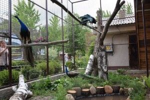 У Луцькому зоопарку збудували новий вольєр для павичів