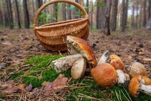 Не ходи там, де не знаєш, або Що робити, якщо пішли по гриби і заблукали