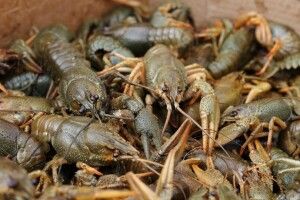 На Волині з браконьєрської пастки врятували понад 60 раків (Відео)