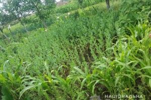 Плантацію маку селянка замаскувала у кукурудзі (Фото)