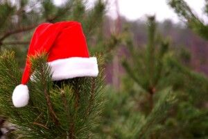 Волинські лісівники оголосили конкурс на кращу святкову еко-іграшку