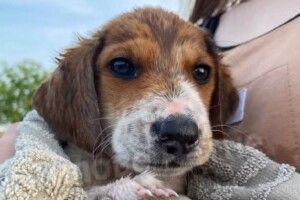 На Волині викинули цуценя в болото у зав’язаному мішку (Відео)