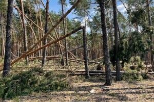 На Поліссі відновлюють ліс після бурелому