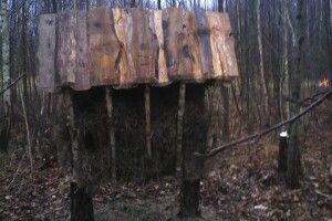 Любешівські лосі, кабани та зайці наминають сіно та кормові віники