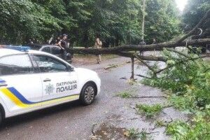 У Луцьку дерево впало на автомобіль (Фото) 