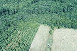 У держлісгоспах Волині створили понад 200 га кормових полів