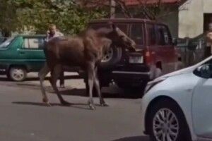 Волинським містечком гуляв лось (Відео)