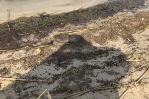 На світязькому пляжі розгулював півметровий плазун (Фото, відео)