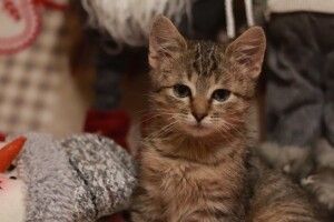 У Луцьку шукають справжнього друга для маленького муркотуна на прізвисько Великий Мазун (Фото)