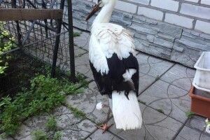 Лелеченя звільнили з пастки