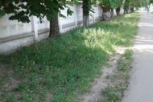 Муніципальна варта Луцька взялася за траву