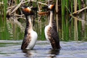 Романтична пропозиція крила і серця в Цуманській пущі