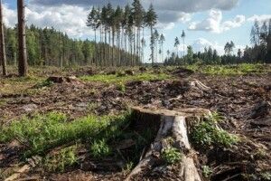 В Україні «захисники» лісу вирубали дерев на понад 2 млн. грн