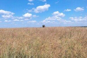 На Волині за місяць продали 255 гектарів паїв