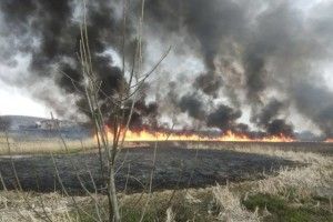 Поблизу Городка масштабна пожежа – палає очерет (фото)
