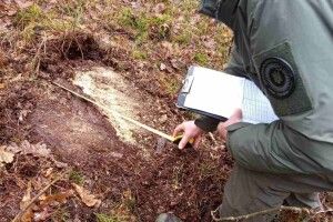 У нацпарку на Волині «чорні лісоруби» знищили понад 60 дерев