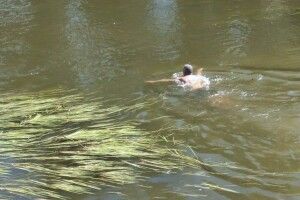 Водорості замість пляжу: що кажуть лучани про стан річки Стир (Відео)