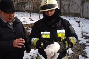 П'ятеро пожежників та дві одиниці спецтехніки рятували кота-верхолаза, який видерся на 12-метрову висоту (фото, відео)