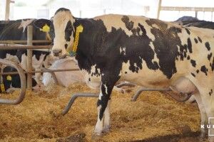 Протягом року поголів'я корів в Україні скоротилося на 100 тисяч