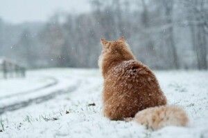 Погода на понеділок, 30 березня: Теплий Олекса... приніс грандіозне похолодання!
