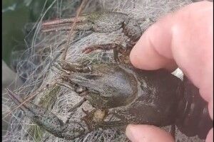 На Волині спіймали порушників рибальства та знайшли браконьєрську сітку (Відео)