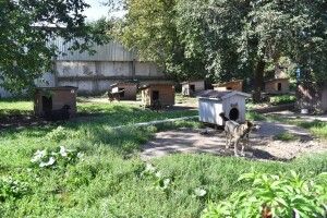 Чого не вистачає 300 собакам, які знайшли притулок у луцькому підприємстві «Ласка»