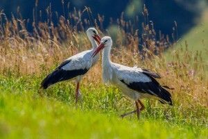 Погода на п'ятницю, 7 серпня: головними синоптиками цього дня будуть білі лелеки