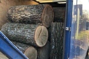 Крадений дуб не доїхав до нелегального переробника