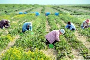 Більше 500 тисяч українських заробітчан платять податки в Польщі