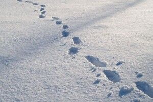 Брата голови Запорізької облради посадили під цілодобовий домашній арешт