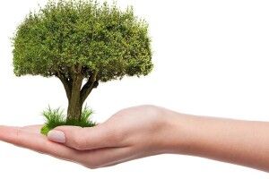 Мільйон людей садитимуть дерева: волинські громади закликають долучитися 