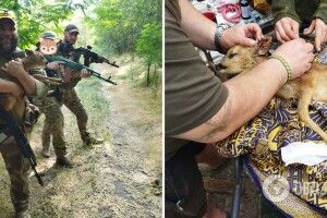 Криворізькі тероборонівці врятували дитинча козулі: його мати загинула на ворожій розтяжці