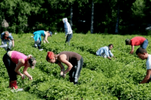 Армія українських заробітчан у Польщі скоро перетне позначку в 500 тисяч «багнетів»