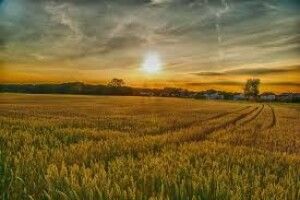 Аграріям здешевлять кредити для купівлі землі: Кабмін схвалив план