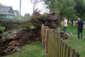 Повалені дерева і пошкоджений будинок: у селах на Волині негода наробила лиха (Фото)
