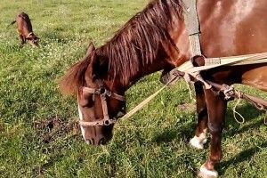 На Ківерцівщині загинули домашні коні та корови